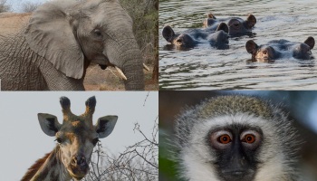 africa2