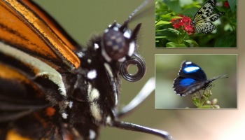 butterflies