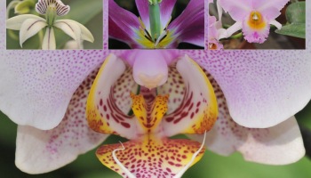 orchid-flowers-macro