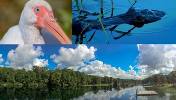 wakulla-springs