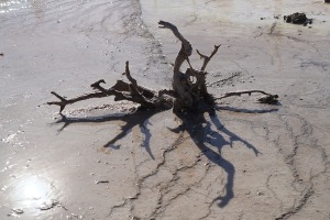 04-hotsprings-tree