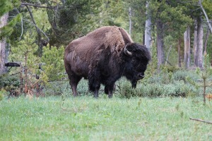 13-Lone-Buffalo