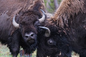 16-sparing-buffalo