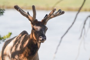 23-Elk-looking