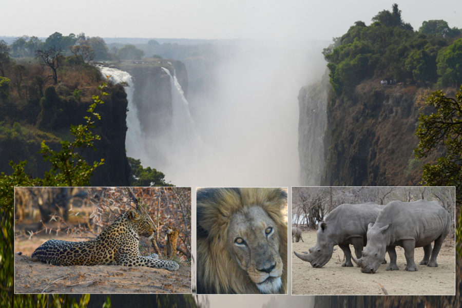 Aftica Victoria Falls & Animal Wildlife