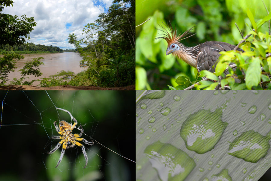 Peru Amazon Rainforest Wildlife & Nature Photography