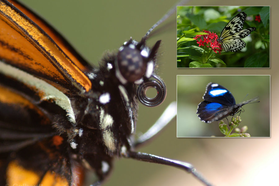 Butterflies Macro Lense