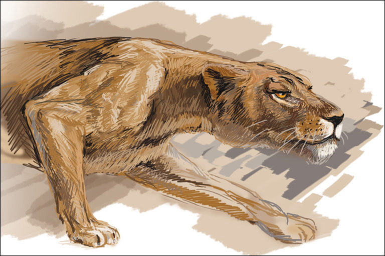 Illustration Tallahassee Website Design Gelhardt Graphics Illustrator Photographer