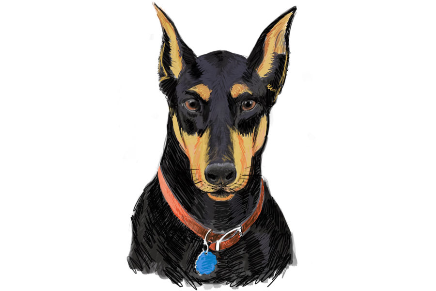 Mia Doberman Illustration