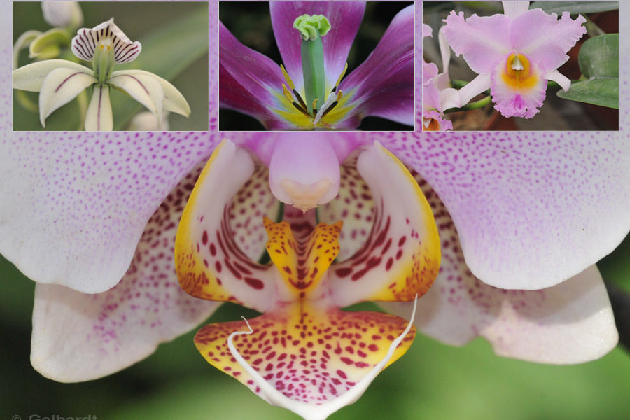 Orchids With Macro Lense Photography