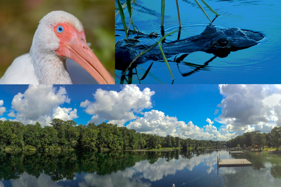 Wakulla Springs Nature Images